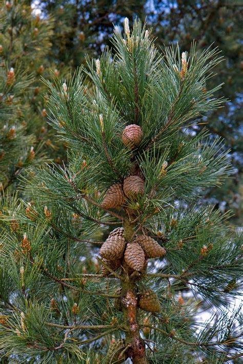 Fir Cones On Tree Free Stock Photo - Public Domain Pictures