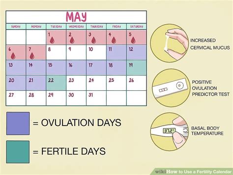 Fertility Awareness Calendar - Gayle Johnath