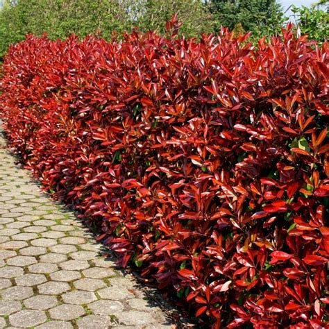 Photinia Red Robin