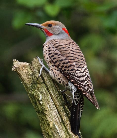 Wildlife Wednesday: Fall Bird Migration – Nature Discovery Center