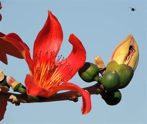 Free photo: Flower Of Ceiba Speciosa, Flower - Free Image on Pixabay - 444667