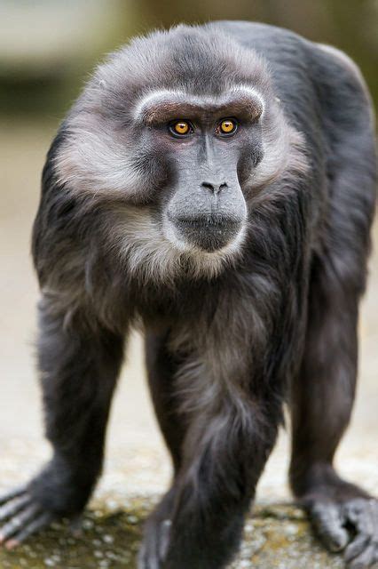 Strong Tonkean macaque | Weird animals, Animals, Big animals