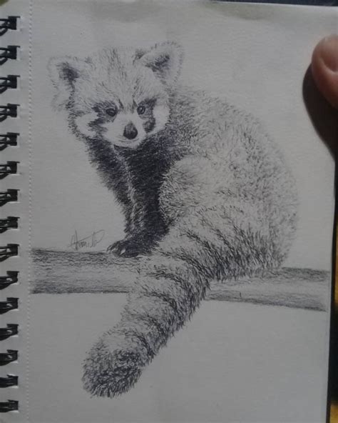 Pin by Marley Claire on Art | Panda art, Panda sketch, Panda drawing