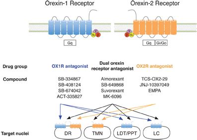 Orexin Receptors