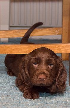 Field Spaniel puppy | Field spaniel, Puppies, Beautiful puppy