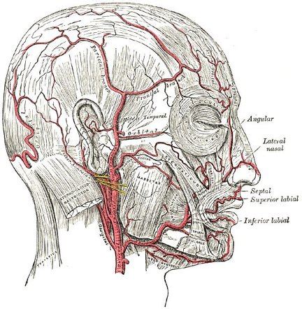 Posterior auricular artery | Radiology Reference Article | Radiopaedia.org