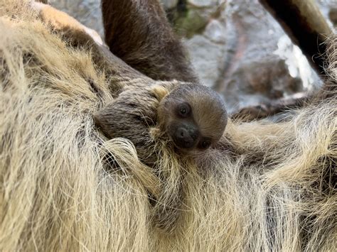 Amazon Rainforest Photos: Baby Three-toed Sloth Hugging A Stuffed Panda ...