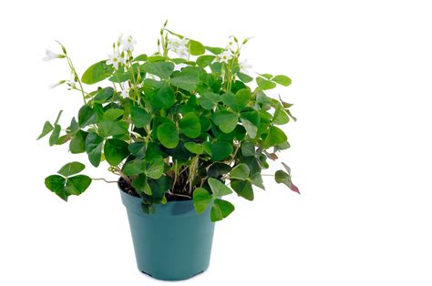 Tips For Caring For And Growing Shamrocks - Farmers’ Almanac