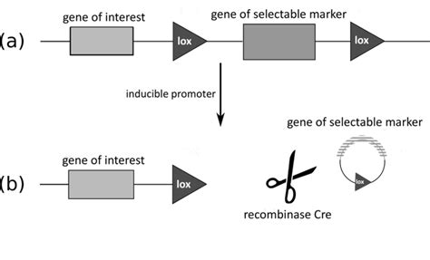 Cre-lox system: a) part of transforming vector, that contains the gene... | Download Scientific ...