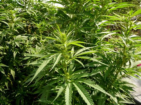 File:Cannabis sativa plant (13).jpg - Wikimedia Commons