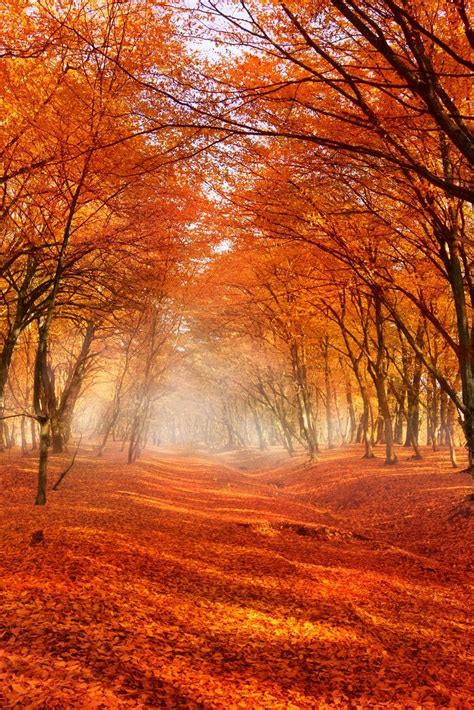 Beautiful fall scenery - orange leaves scattered across an old path ...