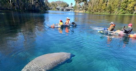 Silver Springs: Manatees and Monkeys Clear Kayak Guided Tour | GetYourGuide