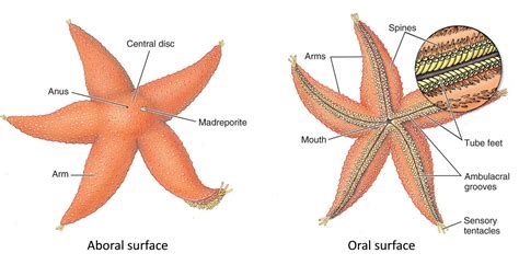 Starfish Diagram For Kids