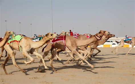 Camel racing in Dubai: Breeds, Race Tracks & More - MyBayut