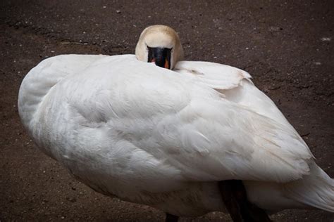 Sleeping Swan | Taken on May 25, 2009 at the Palace of Fine … | Flickr