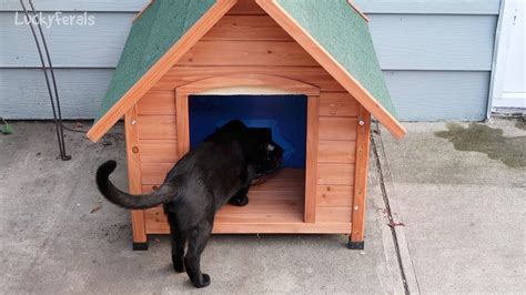 feral cat feeding station for sale - Trinh Norwood