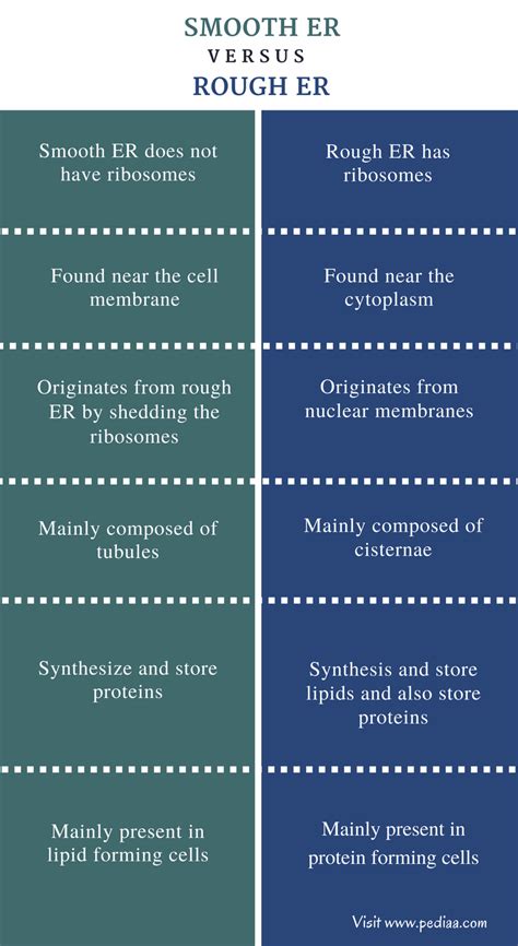 Difference Between Smooth and Rough ER | Structure, Function, Comparison