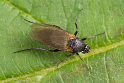 Photo #56126: Phoridae sp.