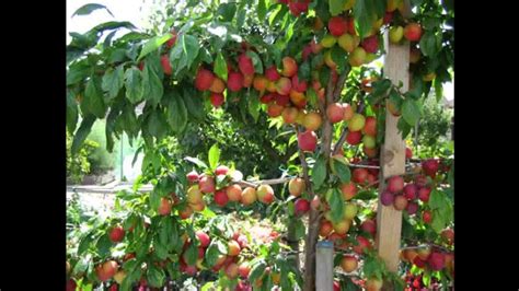 35 Extraordinary Backyard Fruit Trees - Home, Family, Style and Art Ideas