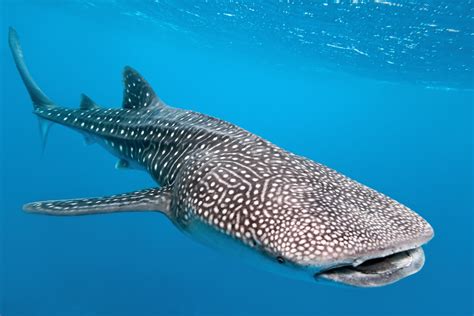 Marine Species: the Whale Shark • Scuba Diver Life