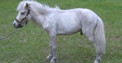 Falabella Miniature Horse