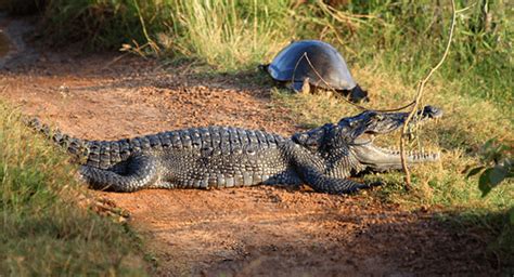 Udawalawe Safari | Saraii Village - Eco Friendly Hotel in Yala Sri Lanka