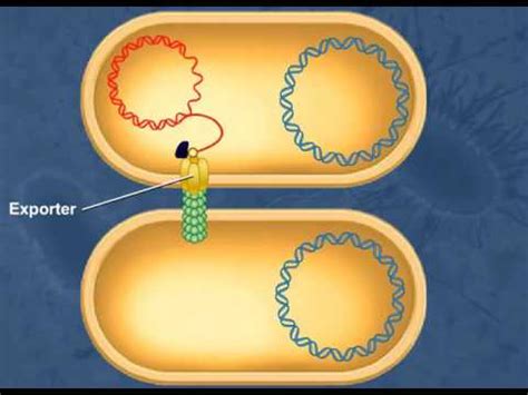 Bacterial Conjugation | ข้อมูลทั้งหมดเกี่ยวกับconjugation คือล่าสุด