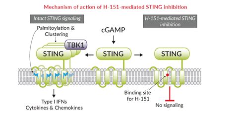 H-151 | STING-specific inhibitor | InvivoGen