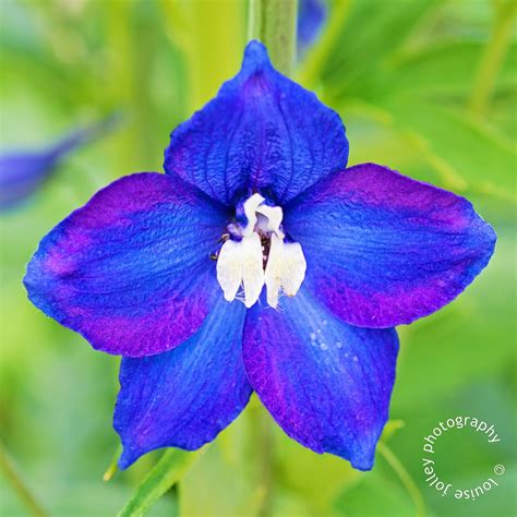 In and Out of the Garden: Birth Flower for July - Delphinium (Larkspur)