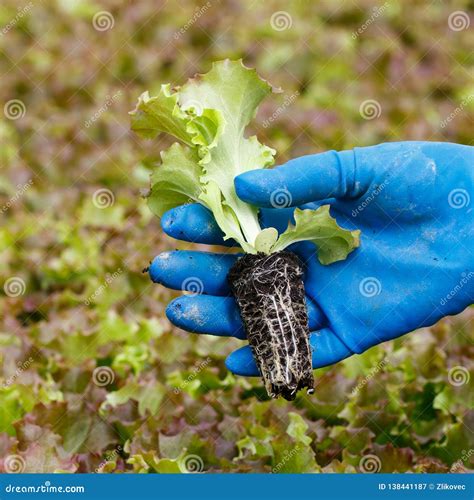 Lettuce Seedling in Gardeners Hand for Transplanting Stock Image ...