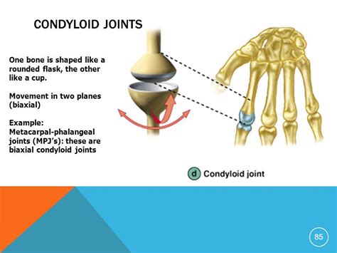 Condyloid Joint Schematic Photograph By Medical Images Universal | My XXX Hot Girl