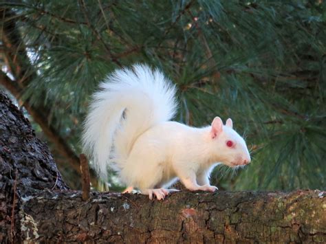 Albino Squirrel