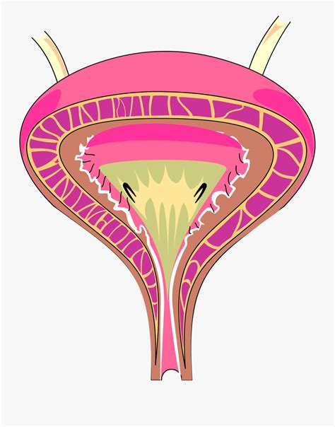 Bladder Clip Art Png , Free Transparent Clipart - ClipartKey