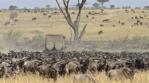 Serengeti wildebeest migration explained with moving map