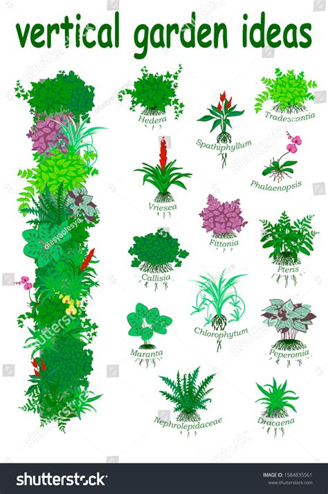 Concept Vertical Garden 13 Pot Plants: vector de stock (libre de regalías) 1584835561 | Shutterstock