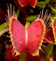 Carnivorous Plant Facts | Garden Guides