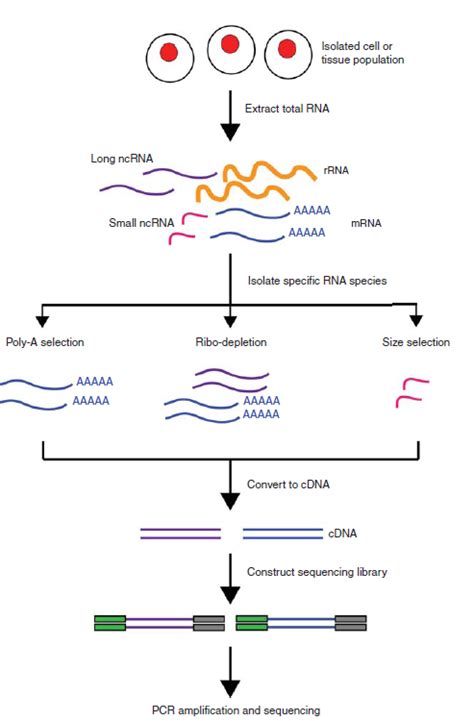 An introduction to RNA-Seq methods, applications, experimental design, and technical challenges ...