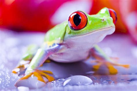 Download Tree Frog Animal Red-eyed Tree Frog HD Wallpaper