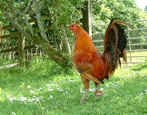 Breed Savers: Standard Old English Game Fowl