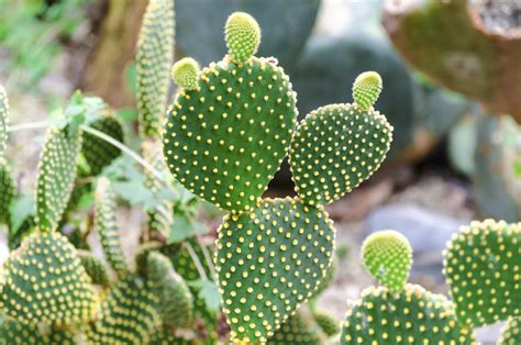 Types Of Cactus Plants And How To Take Proper Care Of Your Own