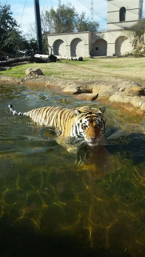 **Mike the Tiger Habitat (Baton Rouge, LA): Top Tips Before You Go ...