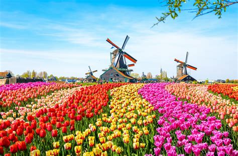 Tulip Fields in The Netherlands: Everything You Need to Know