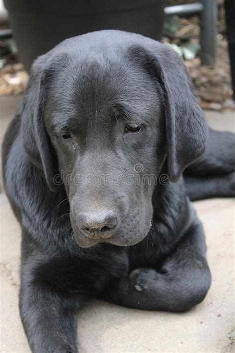 Black Labrador Retriever. Labrador Puppy Face. Close-up Photography. Stock Photo - Image of ...