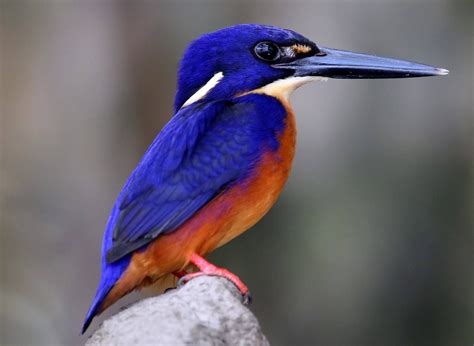 Azure Kingfisher, Australia. | Vögel im garten, Vögel, Exotische