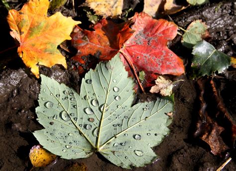 Autumn Leaves jigsaw puzzle in Macro puzzles on TheJigsawPuzzles.com (#5274791)