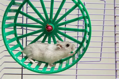 Hamster Not Using Wheel – What To Do? – Hamsters101.com