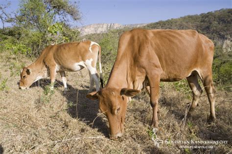 Overgrazing | Sebastian Kennerknecht Photography