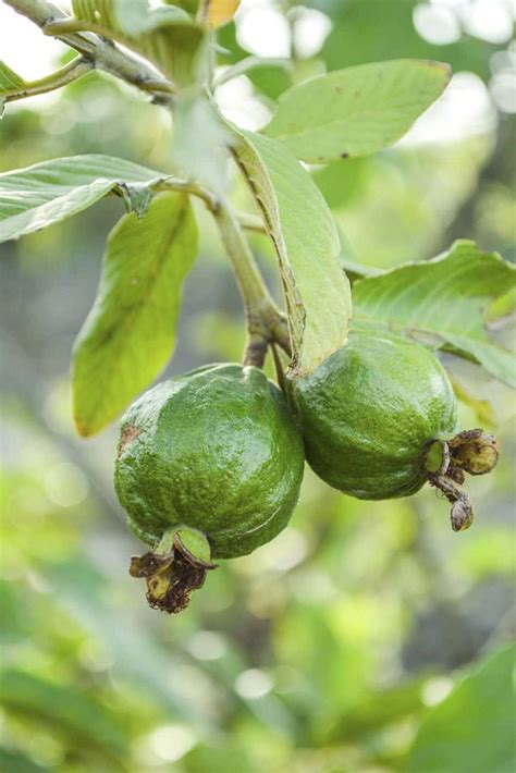 Guava Seeds - Seeds | Plantshop.me