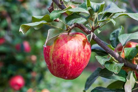 13 of the Best Dwarf Apple Tree Varieties | Gardener’s Path