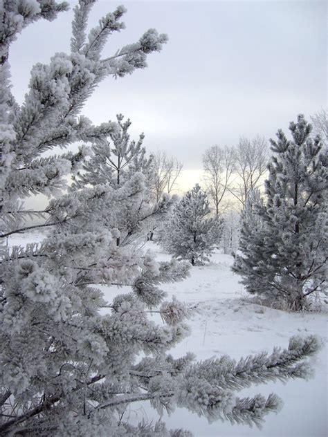 Snow Field During Winter And Bitter Cold Stock Photo - Image of winter ...